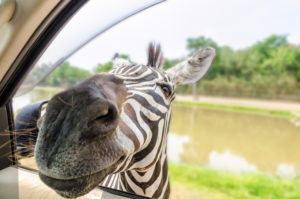 Plains Zebra, Common Zebra or Equus Quagga filed a header into the car of tourists for food