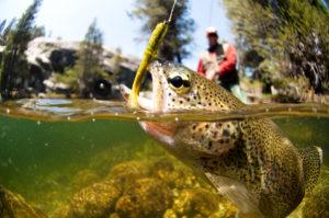 Fly Fishing for trout.